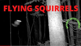 North Maine Woods Wildlife Trail Cam Video FLYING SQUIRRELS Video  23 Jan 6 2022 [upl. by Tipton]