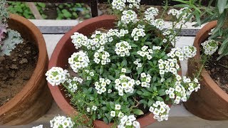 How To Grow More Flowers on Alyssum Plant Hindi  Alyssum Flower [upl. by Mohandas129]