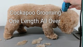 Cockapoo Grooming One Length All Over [upl. by Selle]