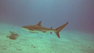 Nurse and Reef sharks Belize atolls AprilMay 2024 [upl. by Connelley]