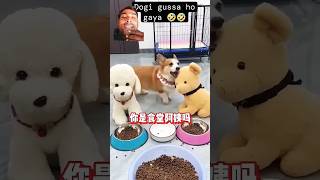 Dogie Hussain ho gya funny dog animals cute puppy comedy [upl. by Milon]