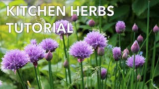 Easy Grow Kitchen Herbs Tutorial [upl. by Nuahs475]