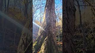 A rare large sycamore tree nature trees Ozarks [upl. by Asselem]