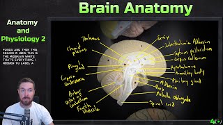 Brain Model Anatomy  Anatomy and Physiology 2 [upl. by Nerraw]