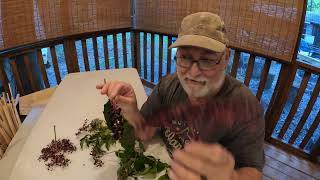 Wild Edible WV Plants Quest to get on the Alone show [upl. by Noxin]