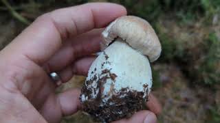 Porcini  Cep  Penny Bun  Foraging Mushrooms UK Boletus edulis [upl. by Nitsa326]