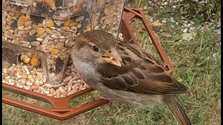 LES MOINEAUX DU JARDIN [upl. by Delbert]