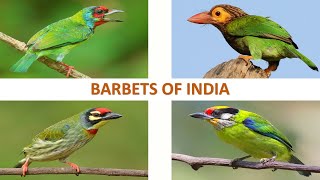 Barbets of India 🇮🇳  Birds  Indian Birds [upl. by Lashar]