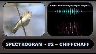 SPECTROGRAM 2 CHIFFCHAFF – An aid to understanding and visualising birdsong [upl. by Askwith]