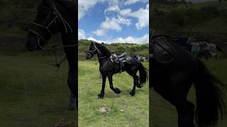 Bonito caballo bailador caballos frisian español [upl. by Hcire]