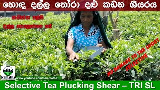 Selective Tea Harvesting Shear  Plucking  Ceylon Tea  TRISL  තෝරා දළු කඩන ශියරය [upl. by Nylarat]