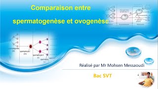 Spermatogenèse ovogenèse [upl. by Sampson]