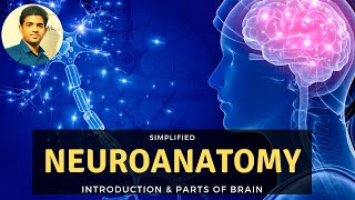 NEUROANATOMY INTRODUCTION  SIMPLIFIED  BASICS [upl. by Yesiad]