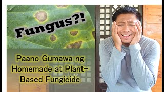 Paano Gumawa ng Homemade at PlantBased Fungicide [upl. by Doykos]