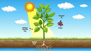 process of photosynthesis Biologyphotosynthesisbiology [upl. by Mur630]