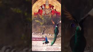 Tamil God Murugan  Devotional Vibes  arupadaiveedu  murugan  mindrelaxing [upl. by Salim223]