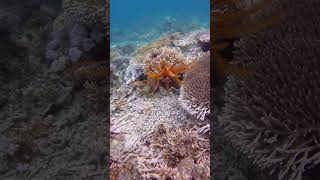 Feather Star Crinoid Swims Among Coral Reef [upl. by Nonnaer]