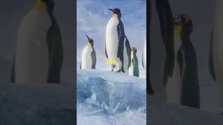 Top 10 Mind Blowing Facts About Emperor Penguins animals wildlife nature facts penguin [upl. by Giule]