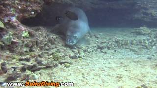 Monk seals of Hawaii  Scuba diving Oahu with Monk Seals [upl. by Ballinger]