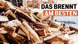 Brennholz Das sind die besten Holzarten für Ihren Kamin [upl. by Nodnahs]