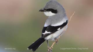 Loggerhead Shrike Call [upl. by Leonardo]