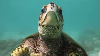 Hawksbill Eating Coral [upl. by Lerrad]