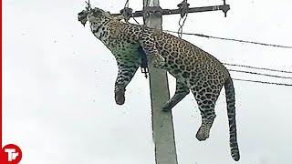 Top 16 Moments Animals Get Electrocuted [upl. by Halimak]