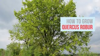 Quercus robur Growing Guide English Oak Common Oak by GardenersHQ [upl. by Ailin]