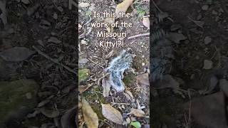 Squirrel Tail in Backyard Missouri Kitty is Suspect kitty squirrel cat catshorts catlover [upl. by Chrissa573]