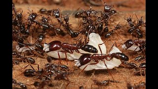 Army Ants  BBC Wildlife Documentary  National Geographic [upl. by Eeldarb550]