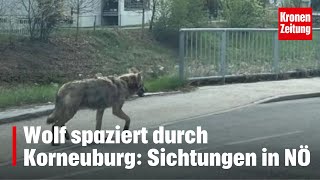 Wolf in Niederösterreich gesichtet  kronetv NEWS [upl. by Barbuto]