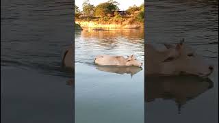 Cow River Crossing shorts rivercrossing cowvideos trendingshorts [upl. by Aliakim]