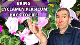 HOW TO BRING CYCLAMEN PERSICUM BACK TO LIFE  houseplant cyclamen [upl. by Ynnaffit187]