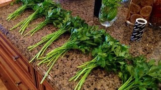 HOW TO KEEP PARSLEY FRESH [upl. by Aivun]