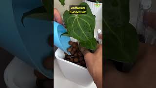 Repotting “Anthurium Clarinervium” to Clay Pebbles  SemiHydro [upl. by Pappano]