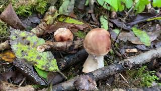 Chlorophyllum rhacodes Зонтик краснеющий October 4 2020 [upl. by Stauffer]