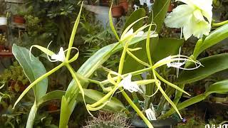 Epidendrum ciliare HD very beautiful orchid [upl. by Eulalia]