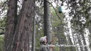 Bear Bag PCT Method Demo [upl. by Audres]