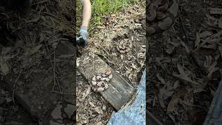 TWO venomous copperheads hiding under metal 🐍🐍 herping rattlesnake wildlife nature fyp [upl. by Ahseina]