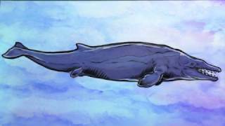 Whalevolution Time Lapse [upl. by Flanna]