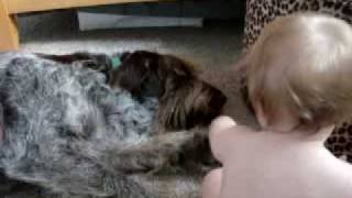 Baby vs Spinone Again [upl. by Colwen]