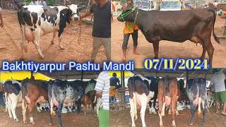 Bakhtiyarpur Pashu Mandi  Hf Cow Market  Jersey Cow [upl. by Kielty]