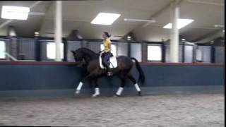 Sporthorse  Dressage horse for sale  Jazz x Royal Dance [upl. by Arocet910]