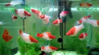 Xiphophorus helleri Koi Kohaku Меченосцы Кои Кохаку продаю в Питере [upl. by Asirrak]