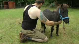 Rescued Shetland Pony Brought Back To Full Health [upl. by Annhoj]