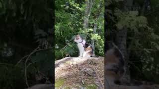 Lilly in jungel nature cat forest stone world shortsvideo [upl. by Ocnarf]