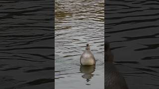 Gadwall [upl. by Kendyl25]