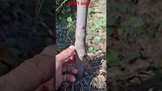 One year persimmon plant growth farming organicsoil fruit persimmon agriculture soil [upl. by Allister]