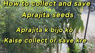 How to save and collect aprajita seeds [upl. by Anawd298]