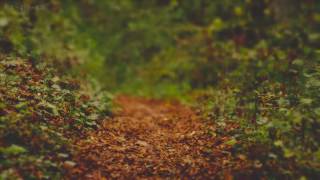 Rain on Leaves on a Forest Road in Autumn  10 Hours Video with Sounds for Relaxation and Sleep [upl. by Yetsirhc]